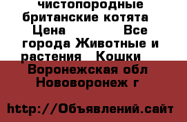 чистопородные британские котята › Цена ­ 10 000 - Все города Животные и растения » Кошки   . Воронежская обл.,Нововоронеж г.